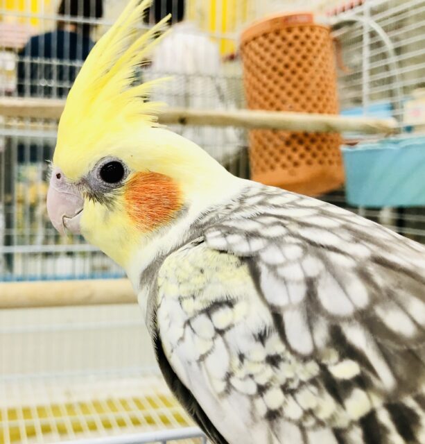 オカメちゃん大集合! R5 5/7撮影 オカメインコ