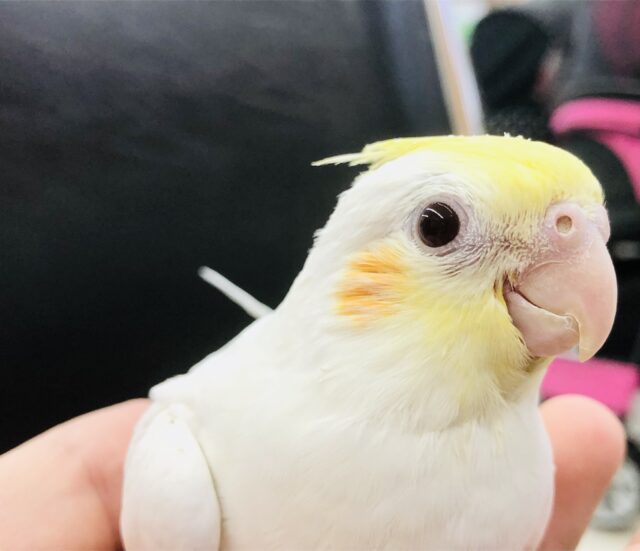 オカメインコ