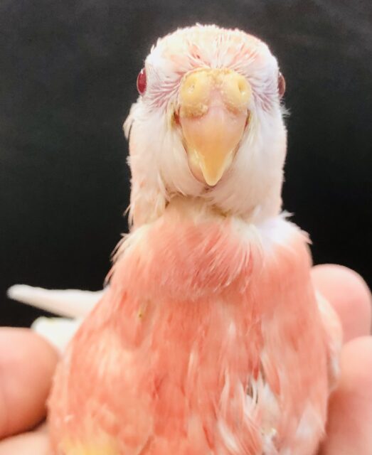 アキクサインコ（秋草インコ）