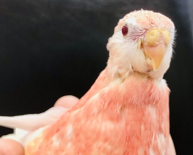 アキクサインコ（秋草インコ）