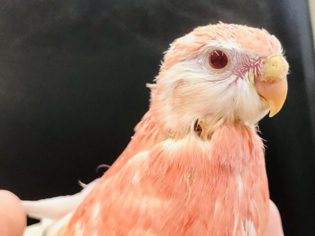 アキクサインコ（秋草インコ）