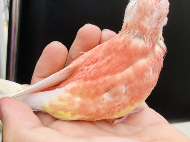 アキクサインコ（秋草インコ）