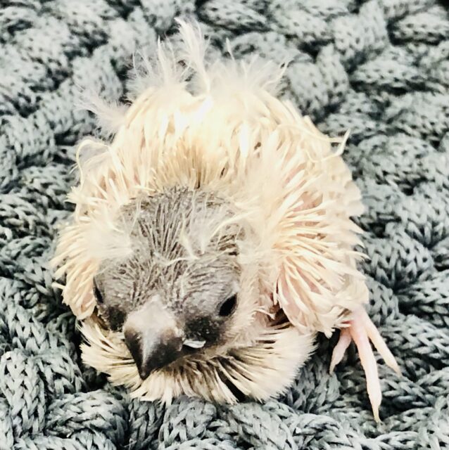 錦花鳥（キンカチョウ）