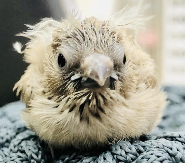 薄いカラーが人気の子 キンカチョウ R5 6/14撮影 錦花鳥(キンカチョウ)