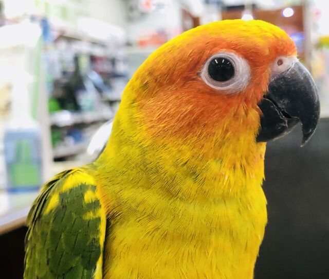 コガネメキシコインコ