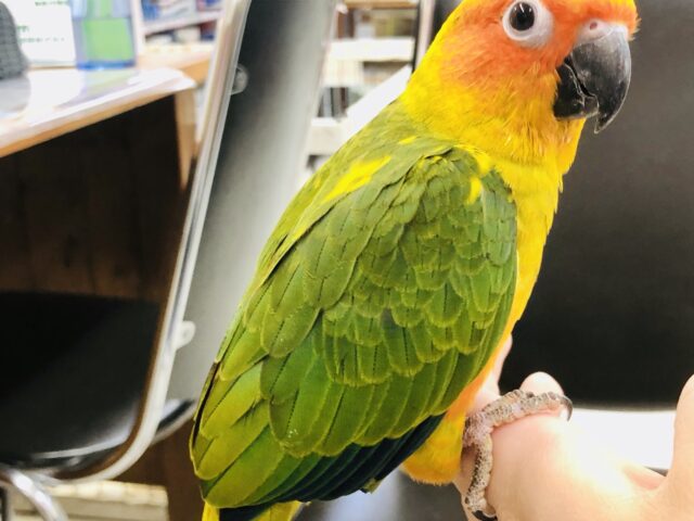 【最新画像更新✨】ちょ~ベタなれ!! コガネメキシコインコ R5 4/8撮影 コガネメキシコインコ