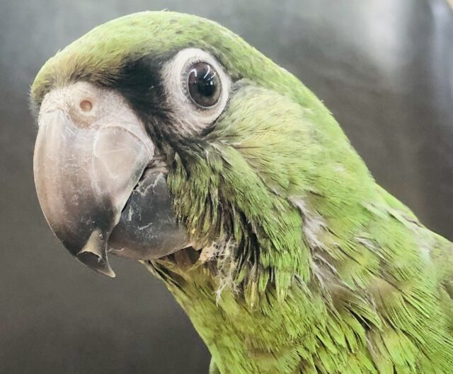 ズアカハネナガ