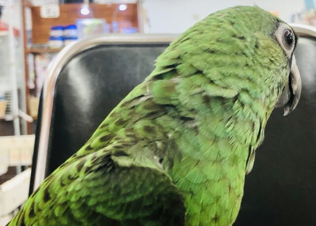 ズアカハネナガ