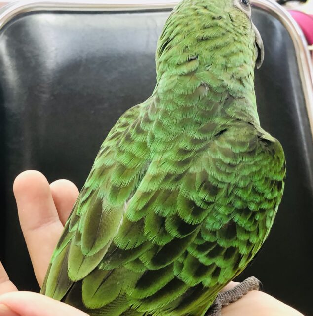 ズアカハネナガ