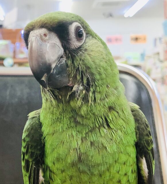 ズアカハネナガ