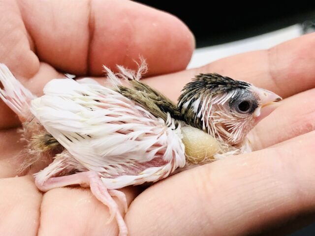 十姉妹（ジュウシマツ）