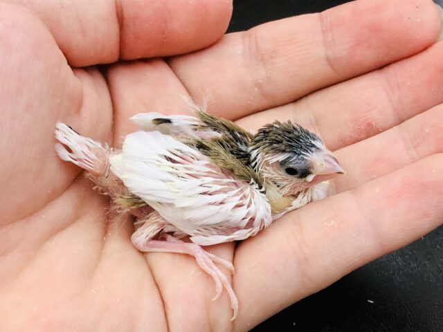 十姉妹（ジュウシマツ）