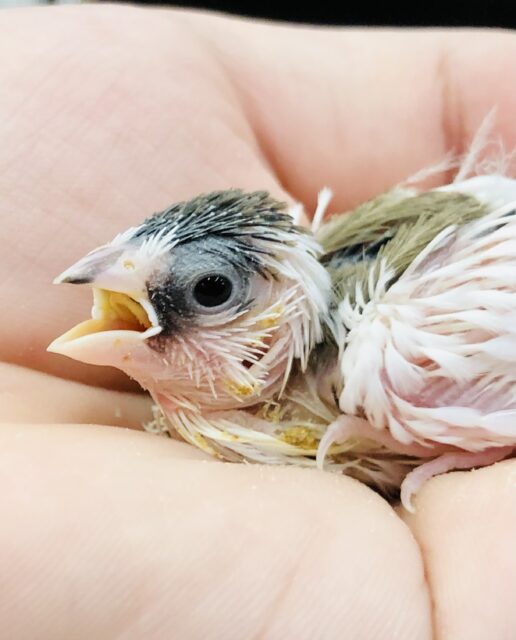 十姉妹（ジュウシマツ）