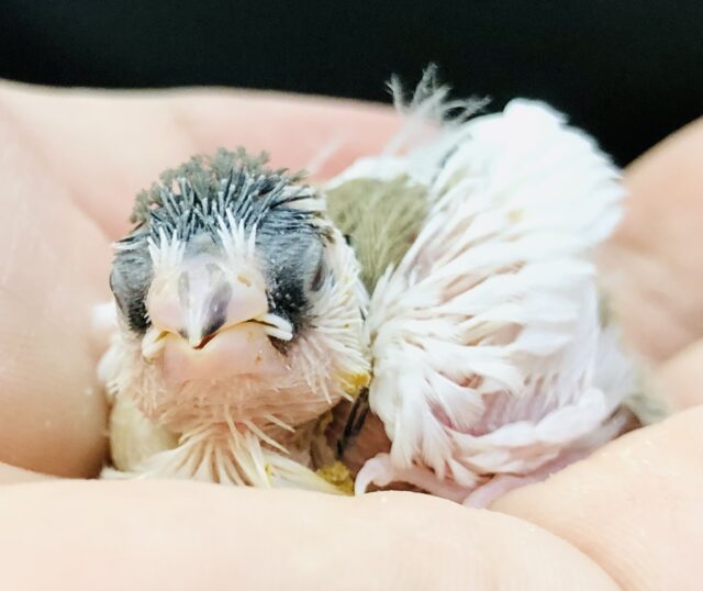 十姉妹（ジュウシマツ）