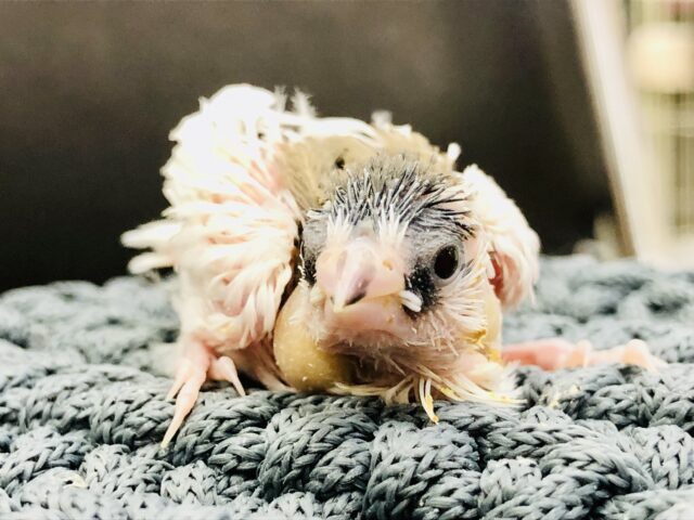 十姉妹（ジュウシマツ）