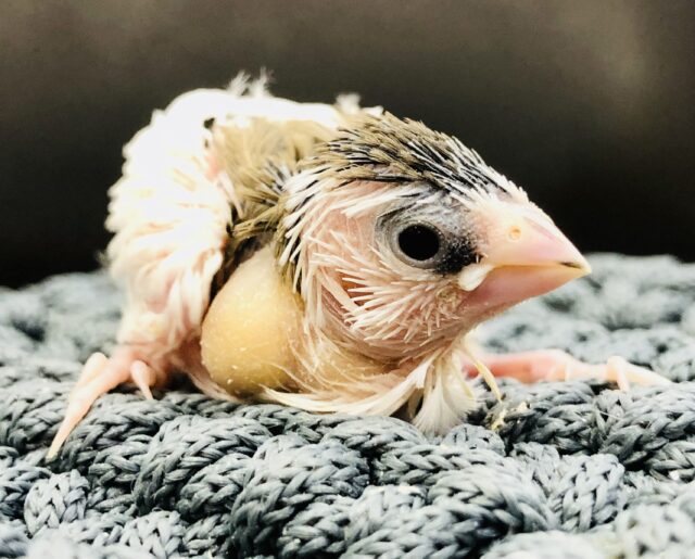 十姉妹（ジュウシマツ）