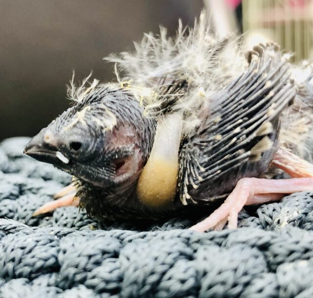 錦花鳥（キンカチョウ）