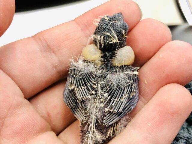 錦花鳥（キンカチョウ）