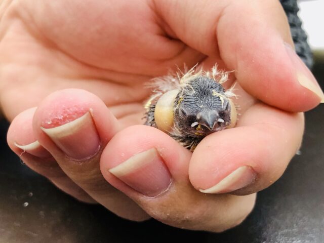 錦花鳥（キンカチョウ）