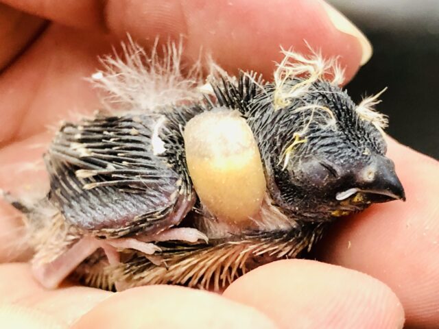 錦花鳥（キンカチョウ）