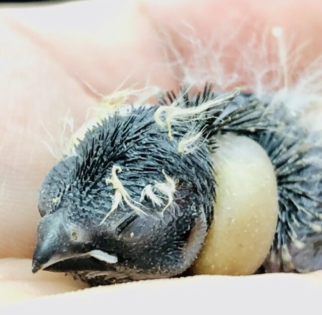 錦花鳥（キンカチョウ）