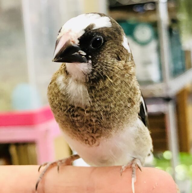 十姉妹（ジュウシマツ）