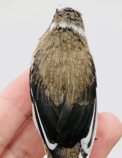 十姉妹（ジュウシマツ）