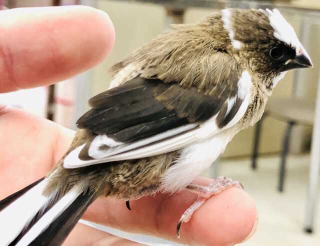 十姉妹（ジュウシマツ）