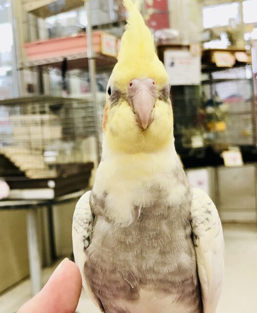 オカメインコ