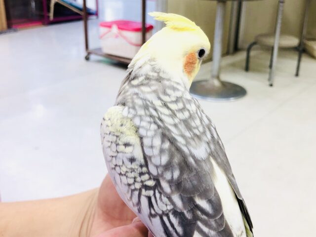 オカメちゃん大集合! R5 5/7撮影 オカメインコ