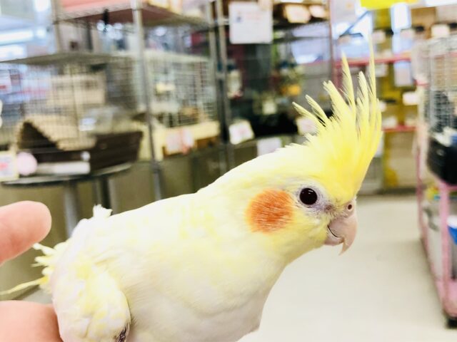 オカメインコ