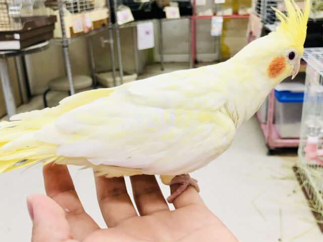 オカメインコ