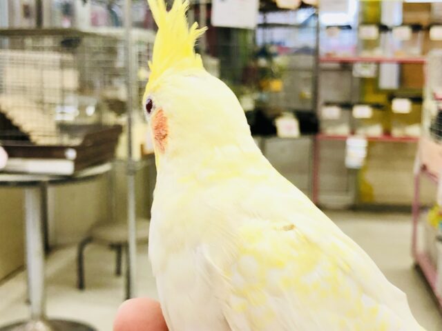 オカメインコ