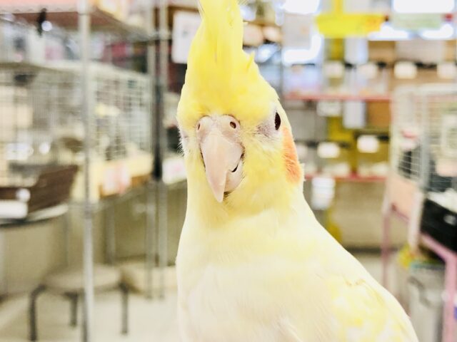 オカメちゃん大集合! R5 5/7撮影 オカメインコ