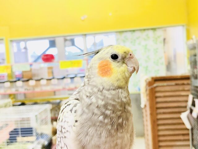 オカメインコ