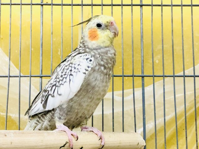 オカメちゃん大集合! R5 5/7撮影 オカメインコ