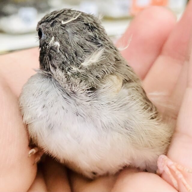 錦花鳥（キンカチョウ）