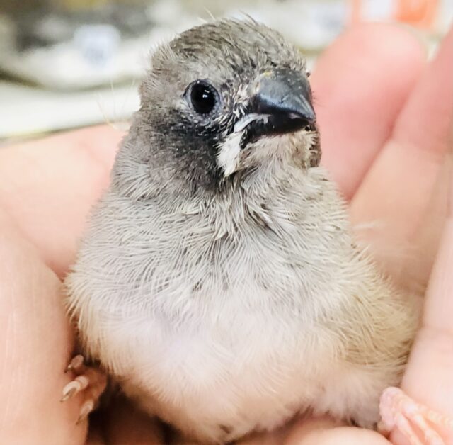 錦花鳥（キンカチョウ）