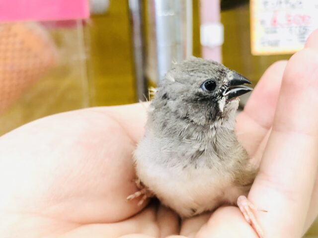 錦花鳥（キンカチョウ）