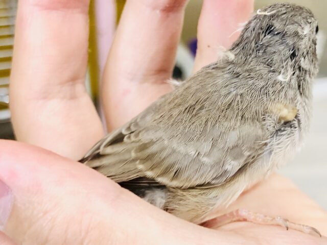 錦花鳥（キンカチョウ）