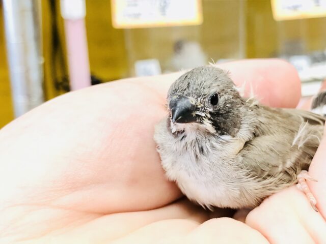 錦花鳥（キンカチョウ）