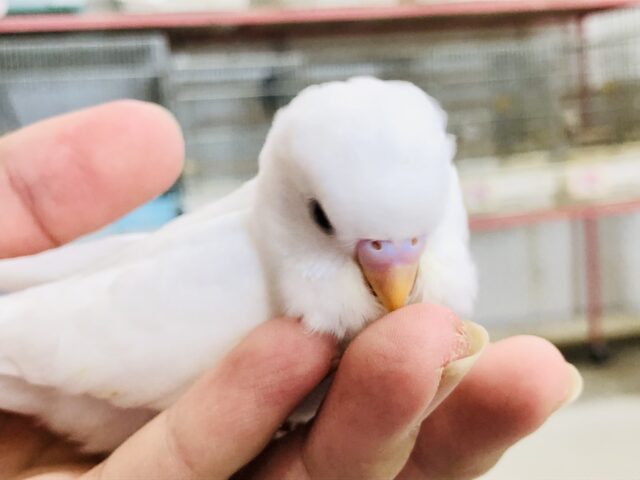 セキセイインコ