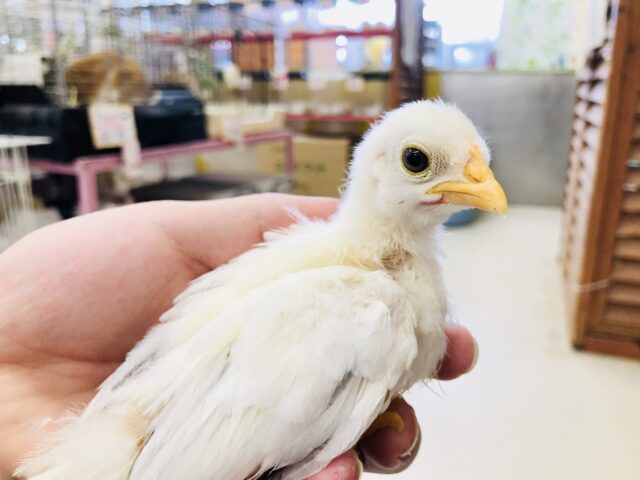 桂チャボ（カツラチャボ）