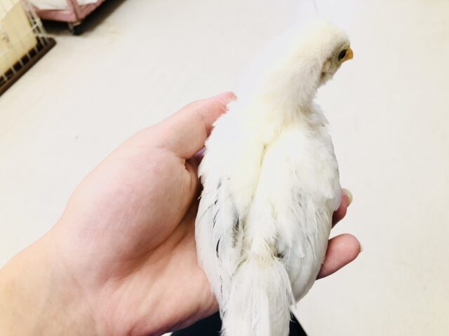 桂チャボ（カツラチャボ）