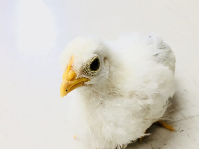 桂チャボ（カツラチャボ）