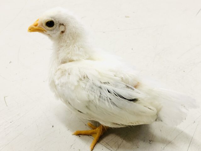 桂チャボ（カツラチャボ）