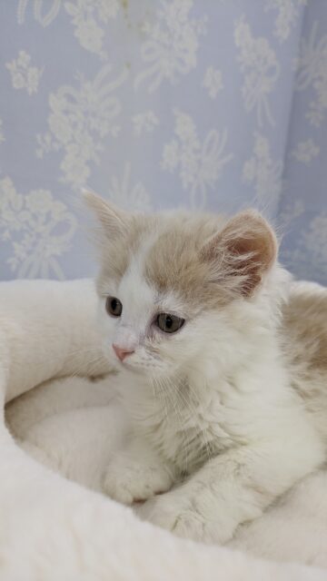 スコティッシュフォールド