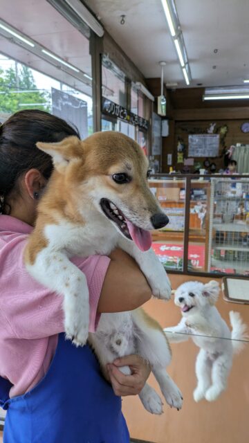 ウェルシュコーギー・ペンブローグ