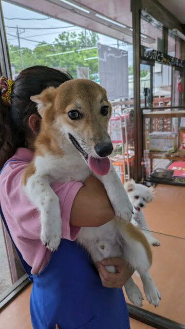 ウェルシュコーギー・ペンブローグ