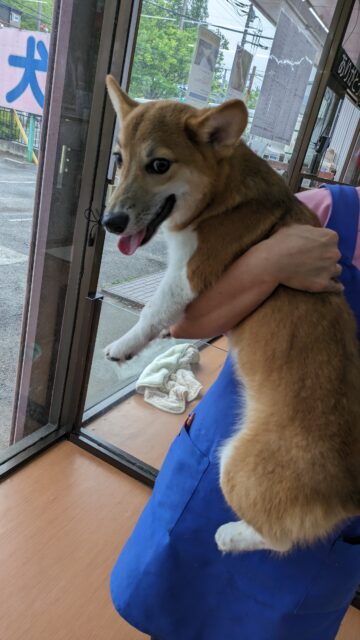 ウェルシュコーギー・ペンブローグ